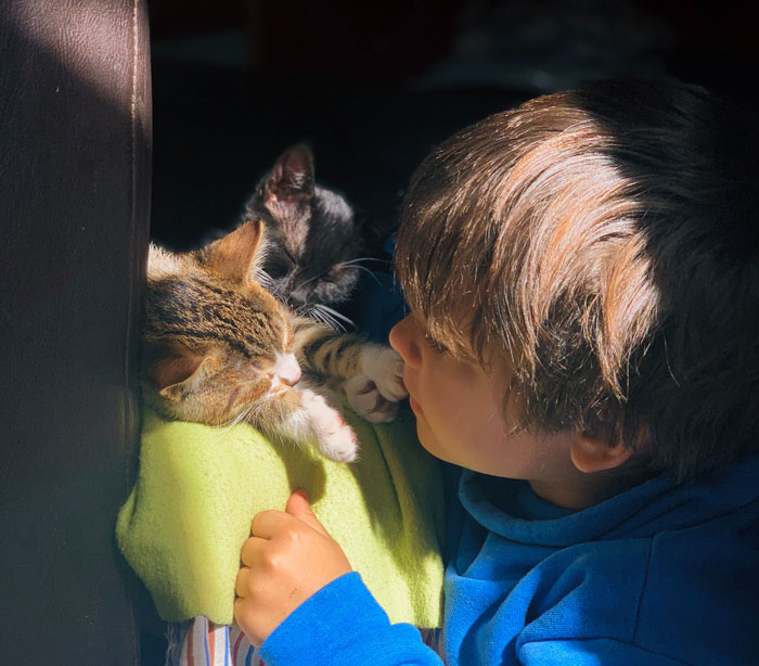 Woman Is Disappointed Friend Won’t Get Rid Of Her Cats Now That She’s Pregnant To Protect Her Baby