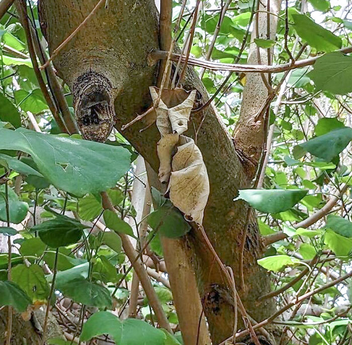 50 Hilarious Examples Of Pareidolia That Prove Our Brains Will Truly Come Up With Anything 50 Hilarious Examples Of Pareidolia That Prove Our Brains Will Truly Come Up With Anything