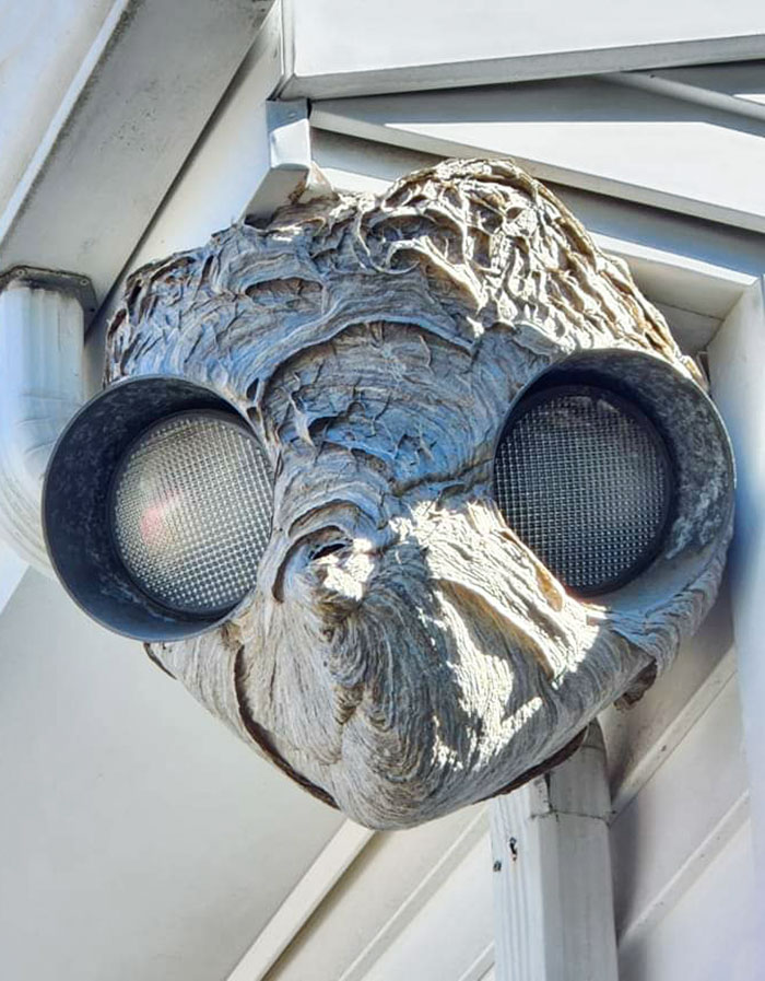 50 Hilarious Examples Of Pareidolia That Prove Our Brains Will Truly Come Up With Anything 50 Hilarious Examples Of Pareidolia That Prove Our Brains Will Truly Come Up With Anything