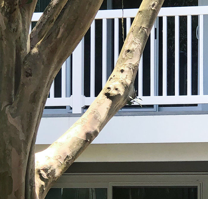 50 Hilarious Examples Of Pareidolia That Prove Our Brains Will Truly Come Up With Anything 50 Hilarious Examples Of Pareidolia That Prove Our Brains Will Truly Come Up With Anything