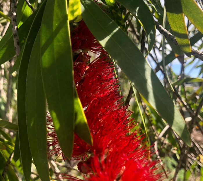 Learn How to Plant, Grow, and Maintain a Beautiful Bottle Brush Tree