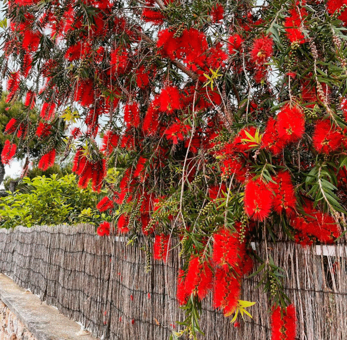 Learn How to Plant, Grow, and Maintain a Beautiful Bottle Brush Tree