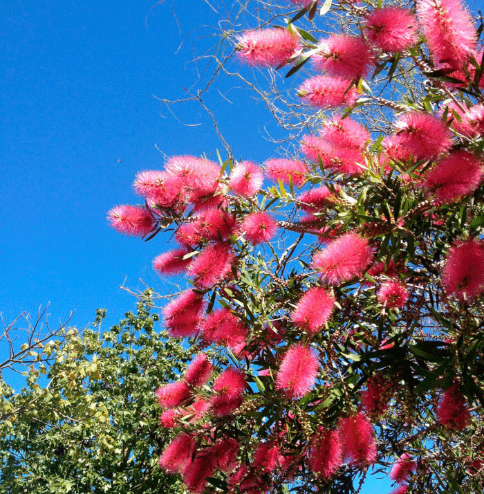 Learn How to Plant, Grow, and Maintain a Beautiful Bottle Brush Tree