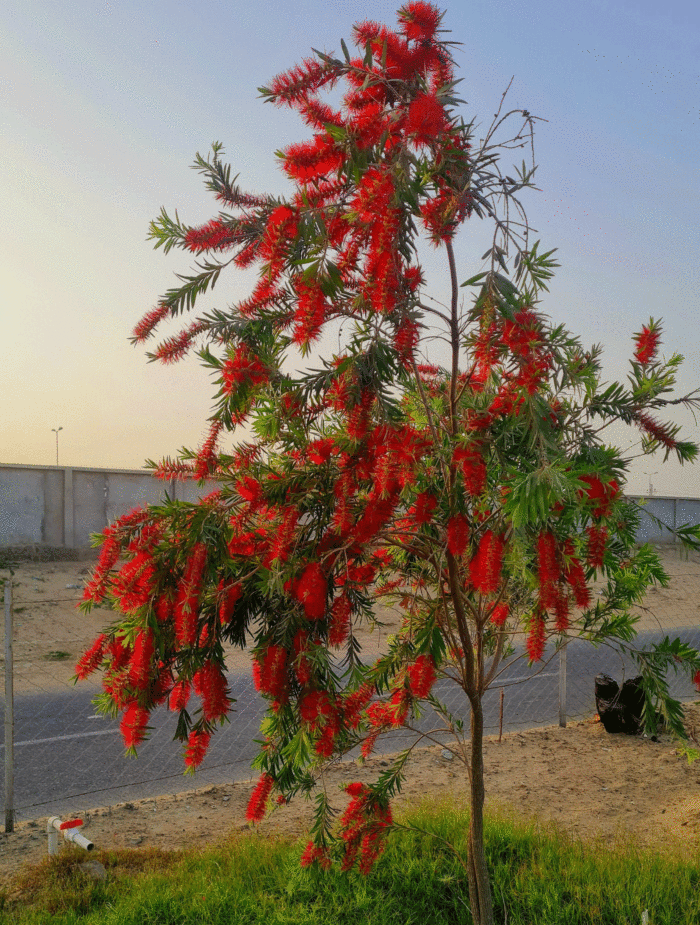 Learn How to Plant, Grow, and Maintain a Beautiful Bottle Brush Tree