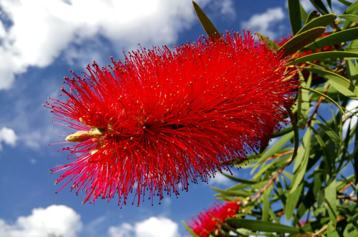 Learn How to Plant, Grow, and Maintain a Beautiful Bottle Brush Tree