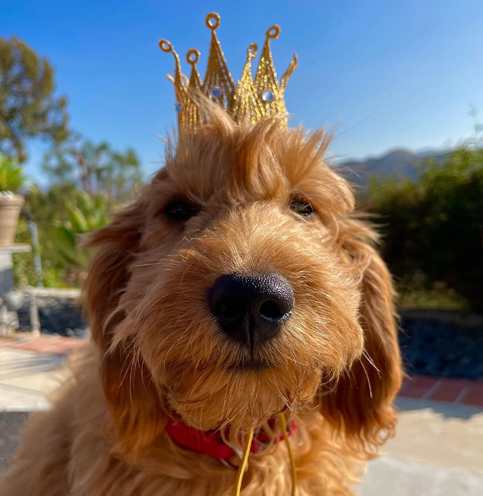 Lisa Kudrow &ldquo;Wants To Adopt Matthew Perry’s Dog&rdquo; As She Shares Sad Theory Behind His Death