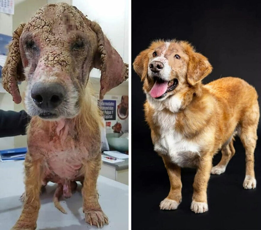 Guy Shares 22 Incredible Before & After Rescue Dog Transformations, Shows What Love Can Do (New Pics) Guy Shares 22 Incredible Before & After Rescue Dog Transformations, Shows What Love Can Do (New Pics)