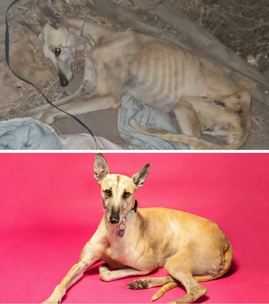 Guy Shares 22 Incredible Before & After Rescue Dog Transformations, Shows What Love Can Do (New Pics) Guy Shares 22 Incredible Before & After Rescue Dog Transformations, Shows What Love Can Do (New Pics)