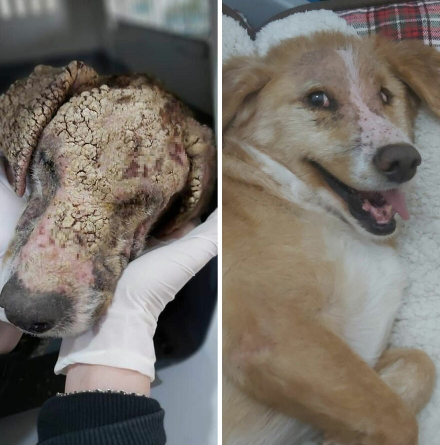 Guy Shares 22 Incredible Before & After Rescue Dog Transformations, Shows What Love Can Do (New Pics) Guy Shares 22 Incredible Before & After Rescue Dog Transformations, Shows What Love Can Do (New Pics)