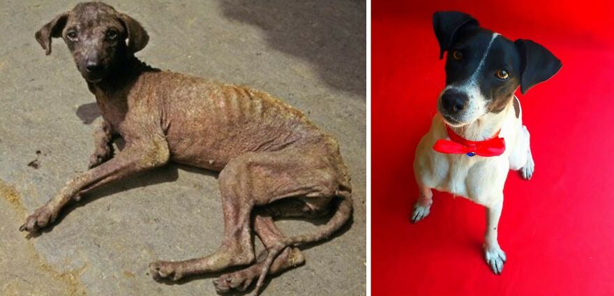 Guy Shares 22 Incredible Before & After Rescue Dog Transformations, Shows What Love Can Do (New Pics) Guy Shares 22 Incredible Before & After Rescue Dog Transformations, Shows What Love Can Do (New Pics)