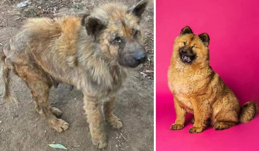Guy Shares 22 Incredible Before & After Rescue Dog Transformations, Shows What Love Can Do (New Pics) Guy Shares 22 Incredible Before & After Rescue Dog Transformations, Shows What Love Can Do (New Pics)