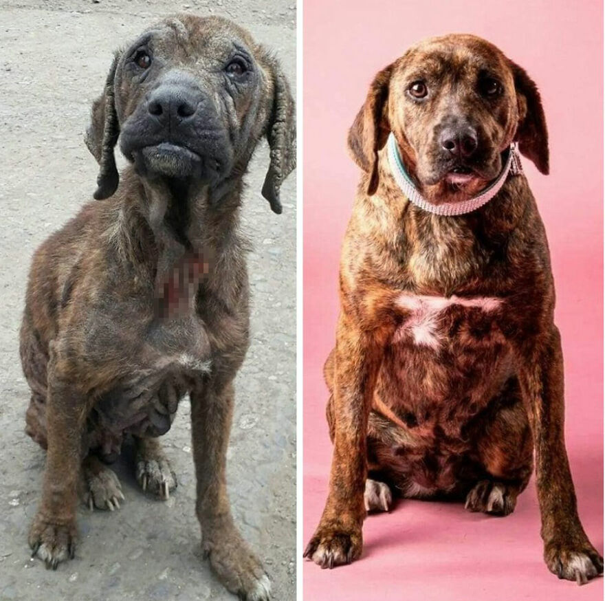 Guy Shares 22 Incredible Before & After Rescue Dog Transformations, Shows What Love Can Do (New Pics) Guy Shares 22 Incredible Before & After Rescue Dog Transformations, Shows What Love Can Do (New Pics)