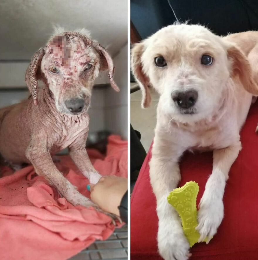 Guy Shares 22 Incredible Before & After Rescue Dog Transformations, Shows What Love Can Do (New Pics) Guy Shares 22 Incredible Before & After Rescue Dog Transformations, Shows What Love Can Do (New Pics)