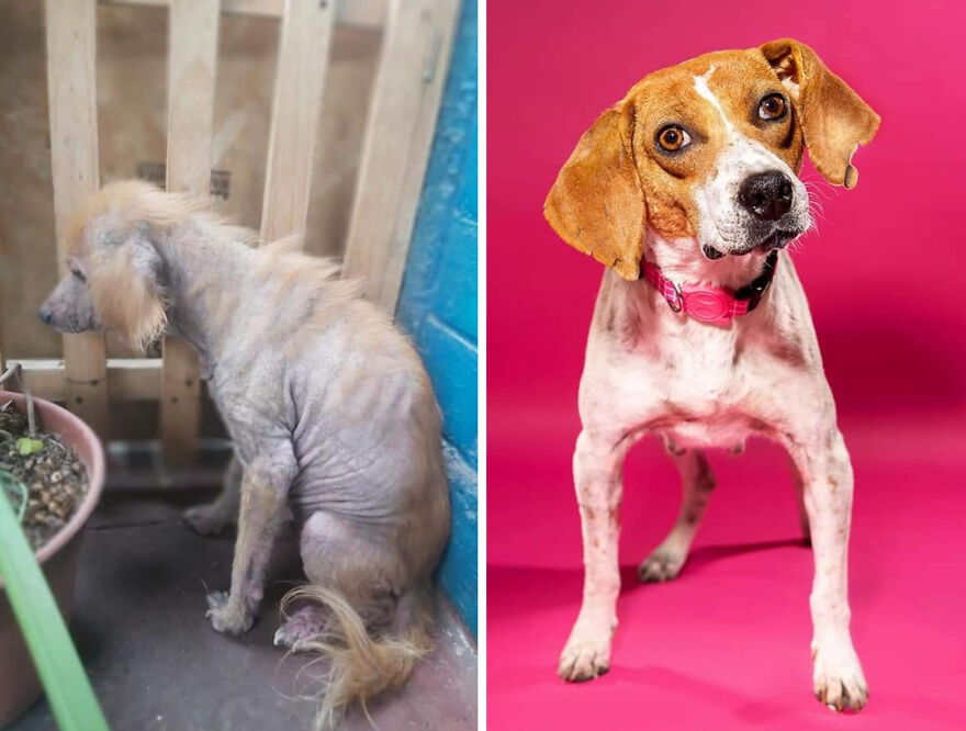 Guy Shares 22 Incredible Before & After Rescue Dog Transformations, Shows What Love Can Do (New Pics) Guy Shares 22 Incredible Before & After Rescue Dog Transformations, Shows What Love Can Do (New Pics)
