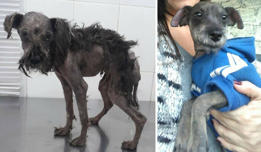 Guy Shares 22 Incredible Before & After Rescue Dog Transformations, Shows What Love Can Do (New Pics) Guy Shares 22 Incredible Before & After Rescue Dog Transformations, Shows What Love Can Do (New Pics)