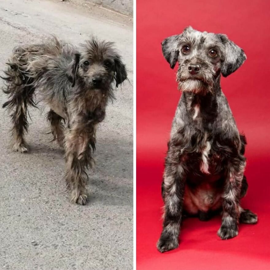 Guy Shares 22 Incredible Before & After Rescue Dog Transformations, Shows What Love Can Do (New Pics) Guy Shares 22 Incredible Before & After Rescue Dog Transformations, Shows What Love Can Do (New Pics)