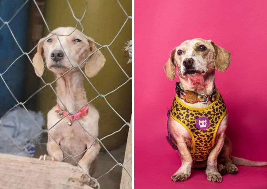 Guy Shares 22 Incredible Before & After Rescue Dog Transformations, Shows What Love Can Do (New Pics) Guy Shares 22 Incredible Before & After Rescue Dog Transformations, Shows What Love Can Do (New Pics)