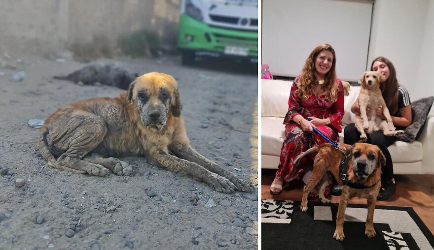 Guy Shares 22 Incredible Before & After Rescue Dog Transformations, Shows What Love Can Do (New Pics) Guy Shares 22 Incredible Before & After Rescue Dog Transformations, Shows What Love Can Do (New Pics)