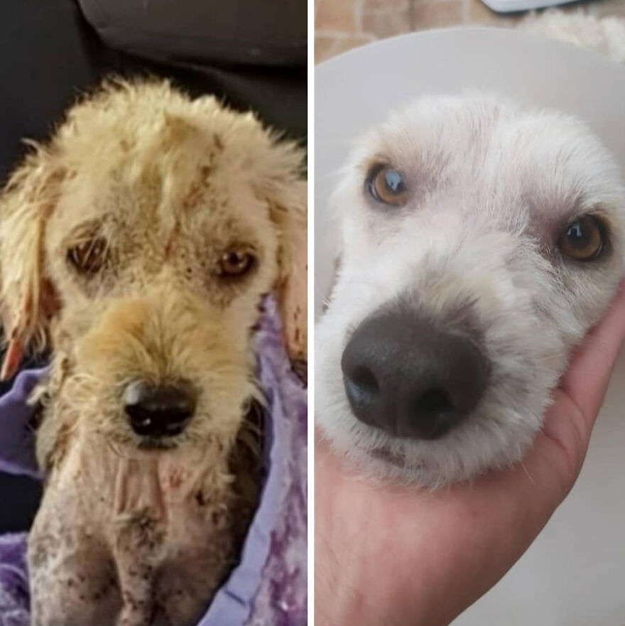 Guy Shares 22 Incredible Before & After Rescue Dog Transformations, Shows What Love Can Do (New Pics) Guy Shares 22 Incredible Before & After Rescue Dog Transformations, Shows What Love Can Do (New Pics)