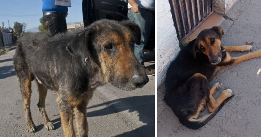 Guy Shares 22 Incredible Before & After Rescue Dog Transformations, Shows What Love Can Do (New Pics) Guy Shares 22 Incredible Before & After Rescue Dog Transformations, Shows What Love Can Do (New Pics)