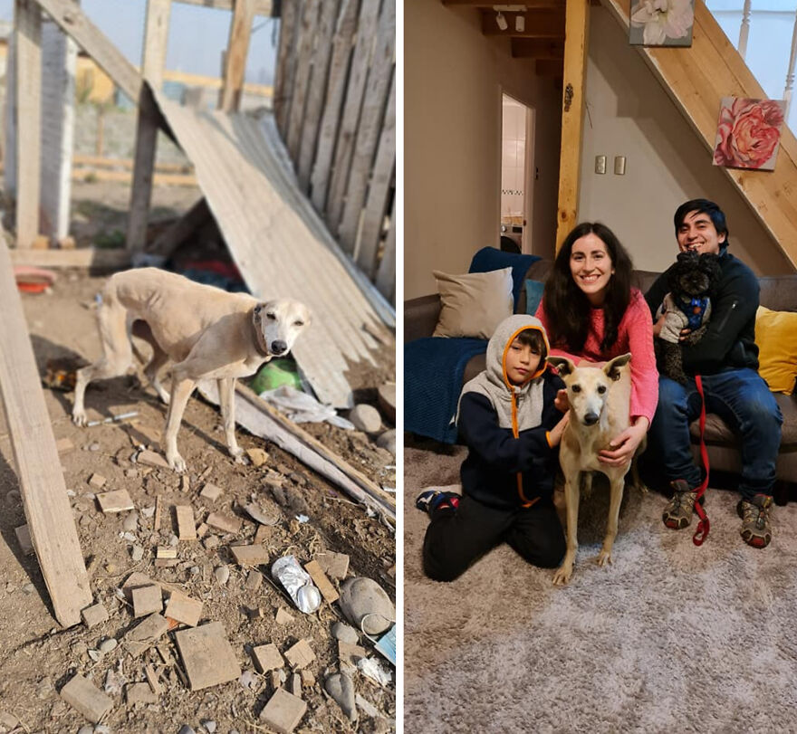 Guy Shares 22 Incredible Before & After Rescue Dog Transformations, Shows What Love Can Do (New Pics) Guy Shares 22 Incredible Before & After Rescue Dog Transformations, Shows What Love Can Do (New Pics)