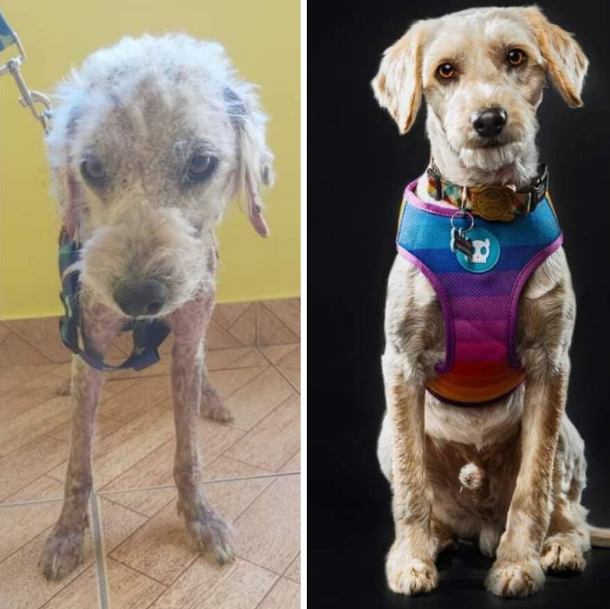 Guy Shares 22 Incredible Before & After Rescue Dog Transformations, Shows What Love Can Do (New Pics) Guy Shares 22 Incredible Before & After Rescue Dog Transformations, Shows What Love Can Do (New Pics)
