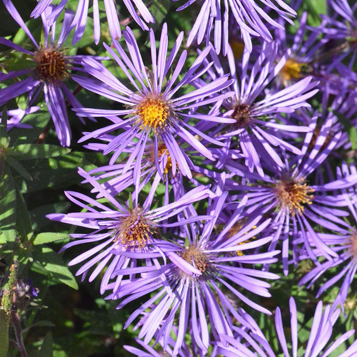 Aster Growth & Care: Everything You Should Know For A Starry Landscape