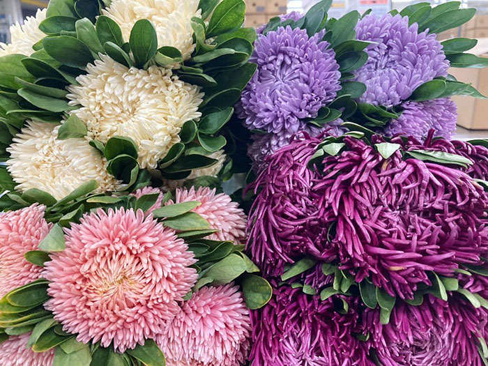 Aster Growth & Care: Everything You Should Know For A Starry Landscape