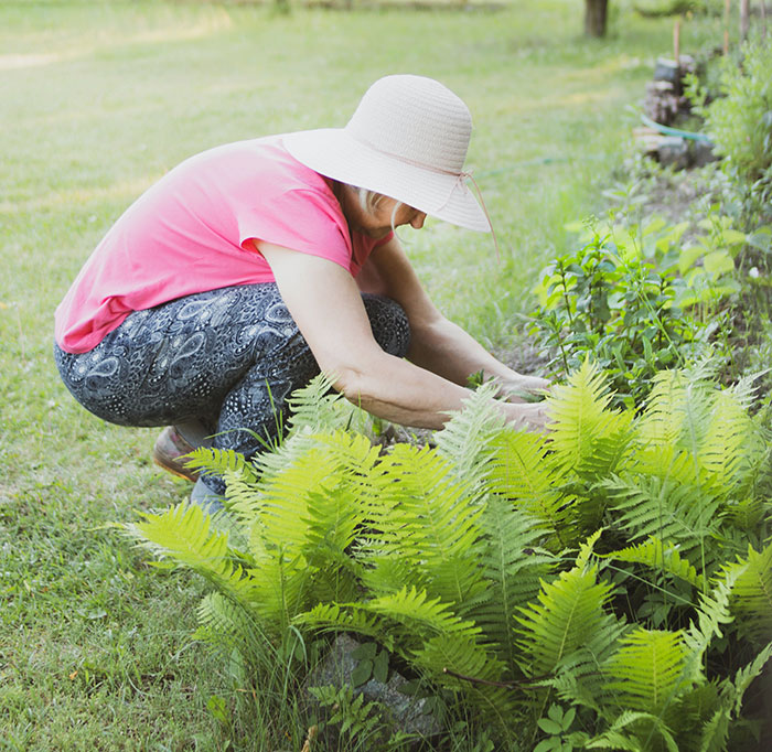 Aster Growth & Care: Everything You Should Know For A Starry Landscape