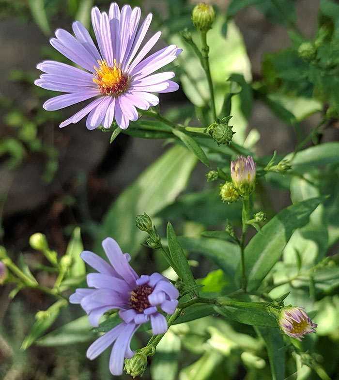 Aster Growth & Care: Everything You Should Know For A Starry Landscape