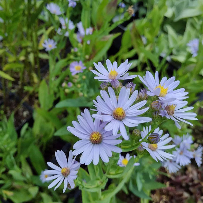 Aster Growth & Care: Everything You Should Know For A Starry Landscape