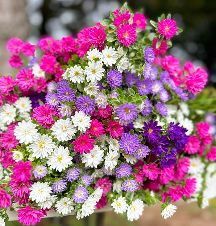 Aster Growth & Care: Everything You Should Know For A Starry Landscape