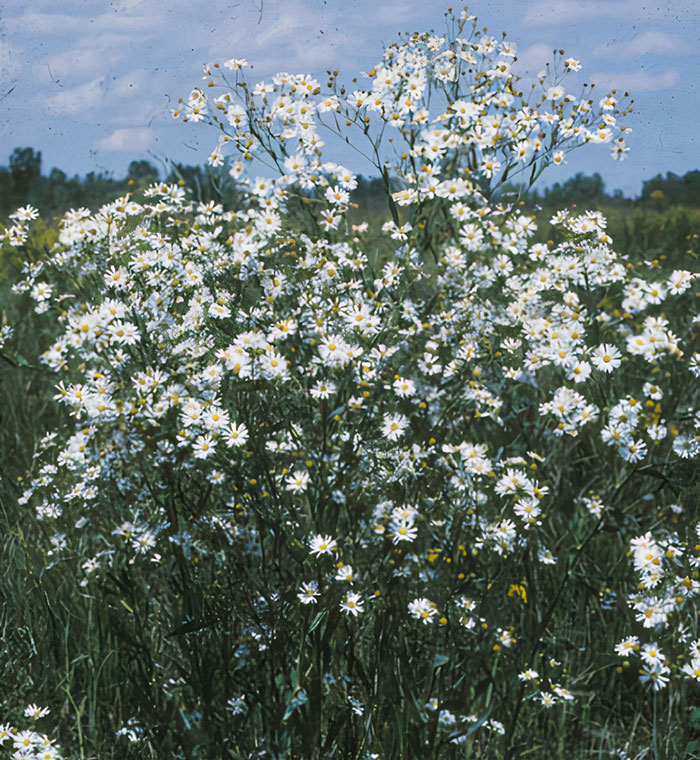 Aster Growth & Care: Everything You Should Know For A Starry Landscape