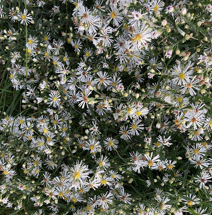 Aster Growth & Care: Everything You Should Know For A Starry Landscape