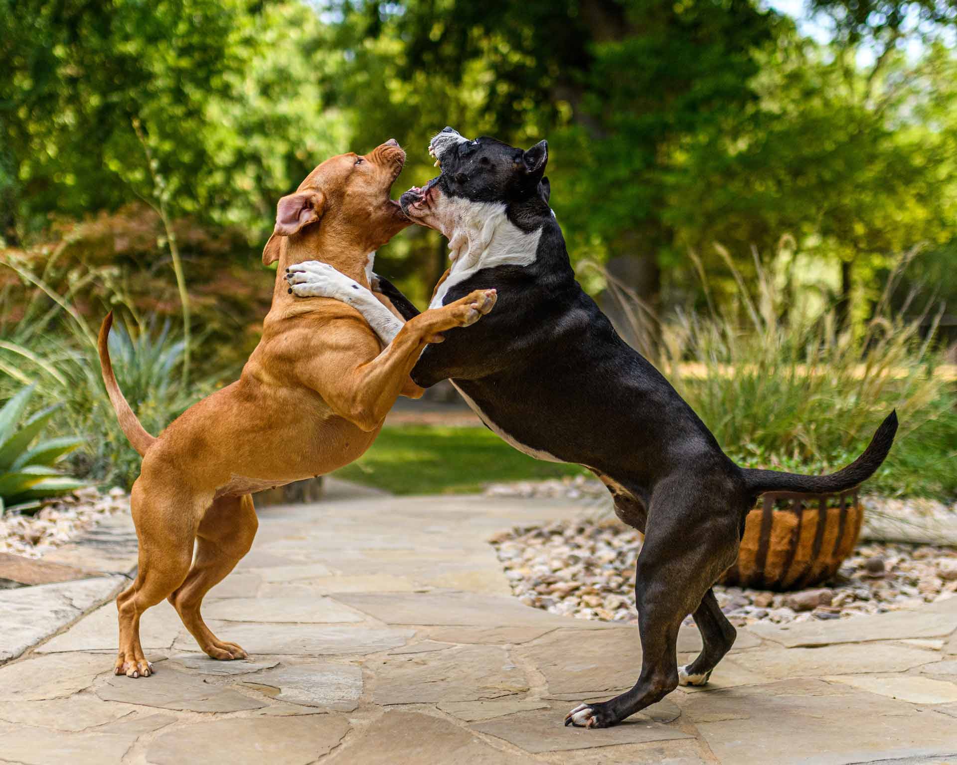 How to Stop Dogs from Fighting in the Same Household