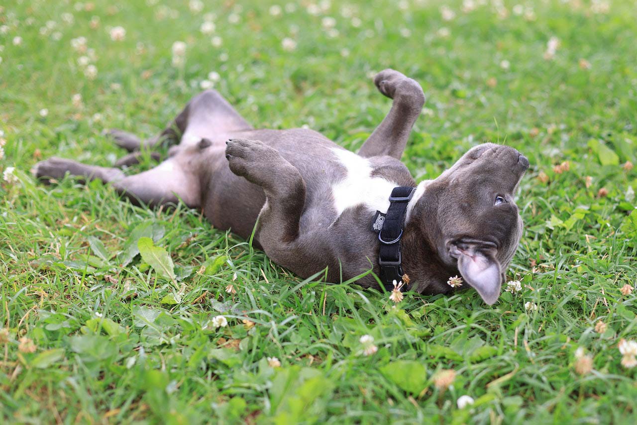Why Do Dogs Like to Roll in the Grass? 5 Reasons Behind It Why Do Dogs Like to Roll in the Grass? 5 Reasons Behind It