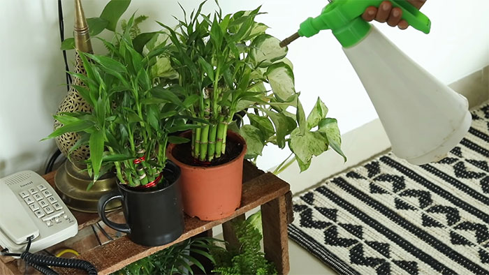 Panda’s Guide to Growing and Caring for a Bamboo Plant Panda’s Guide to Growing and Caring for a Bamboo Plant