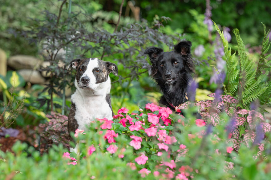21 Pictures Of Rescued Dogs That I Professionally Photographed To Help Raise Money For An Awareness Project 21 Pictures Of Rescued Dogs That I Professionally Photographed To Help Raise Money For An Awareness Project