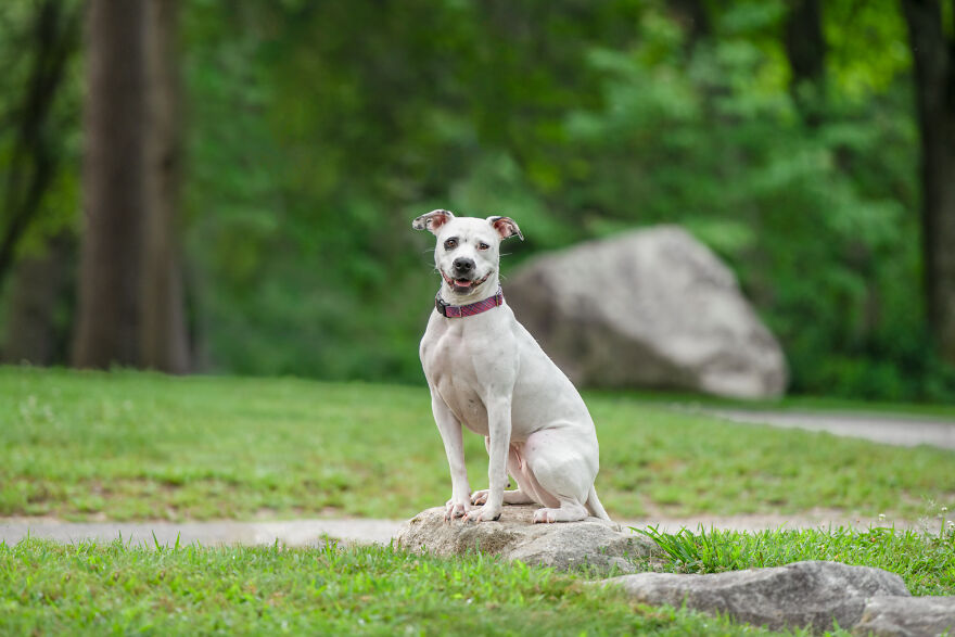 21 Pictures Of Rescued Dogs That I Professionally Photographed To Help Raise Money For An Awareness Project 21 Pictures Of Rescued Dogs That I Professionally Photographed To Help Raise Money For An Awareness Project