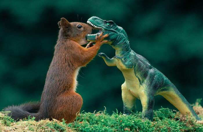 19 Pictures Of Squirrels Interacting With Dinosaurs Taken By Me 19 Pictures Of Squirrels Interacting With Dinosaurs Taken By Me