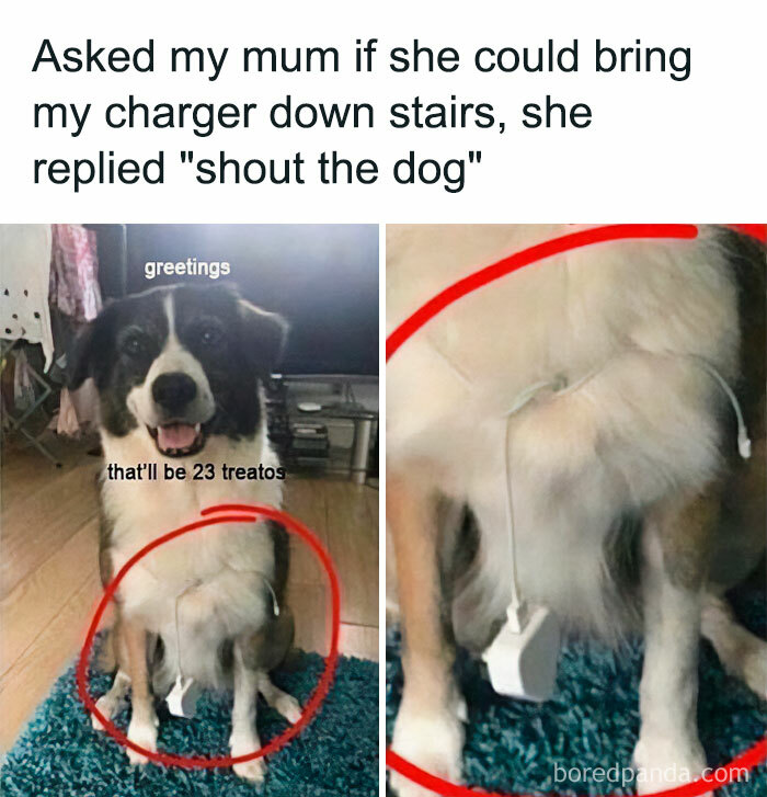 50 Chucklesome Memes That Make The Perfect Blend Of Animals And Comedy 50 Chucklesome Memes That Make The Perfect Blend Of Animals And Comedy