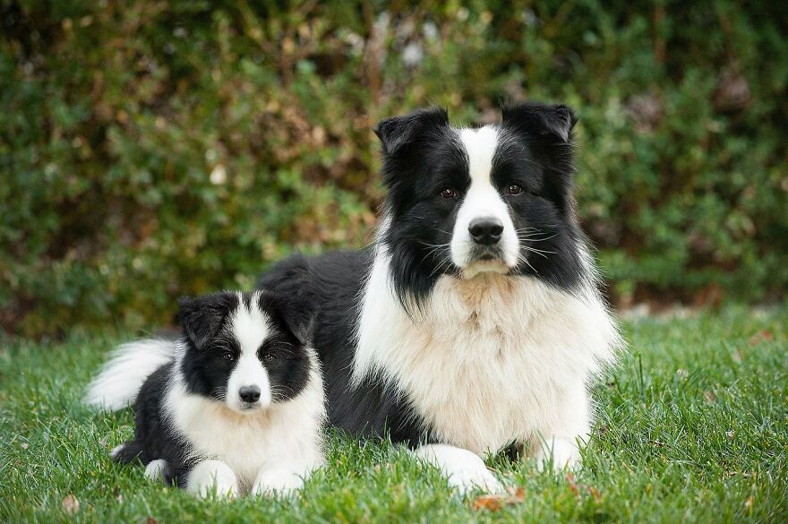 35 Heartwarming Photo Edits Bring Pets And Their Younger Versions Together, Made By This Artist (New Pics) 35 Heartwarming Photo Edits Bring Pets And Their Younger Versions Together, Made By This Artist (New Pics)