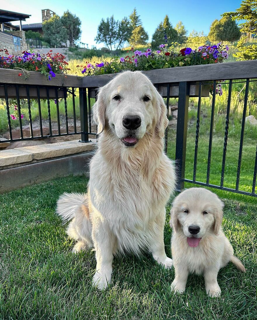 35 Heartwarming Photo Edits Bring Pets And Their Younger Versions Together, Made By This Artist (New Pics) 35 Heartwarming Photo Edits Bring Pets And Their Younger Versions Together, Made By This Artist (New Pics)