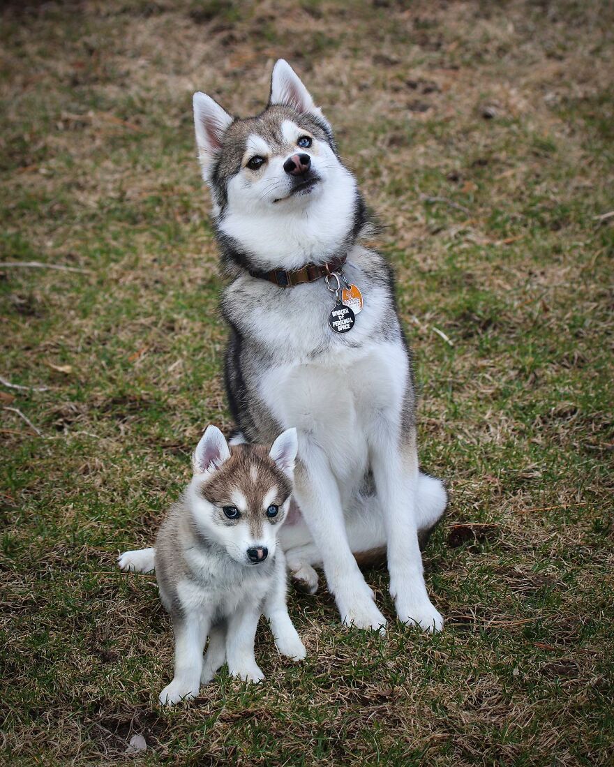 35 Heartwarming Photo Edits Bring Pets And Their Younger Versions Together, Made By This Artist (New Pics) 35 Heartwarming Photo Edits Bring Pets And Their Younger Versions Together, Made By This Artist (New Pics)