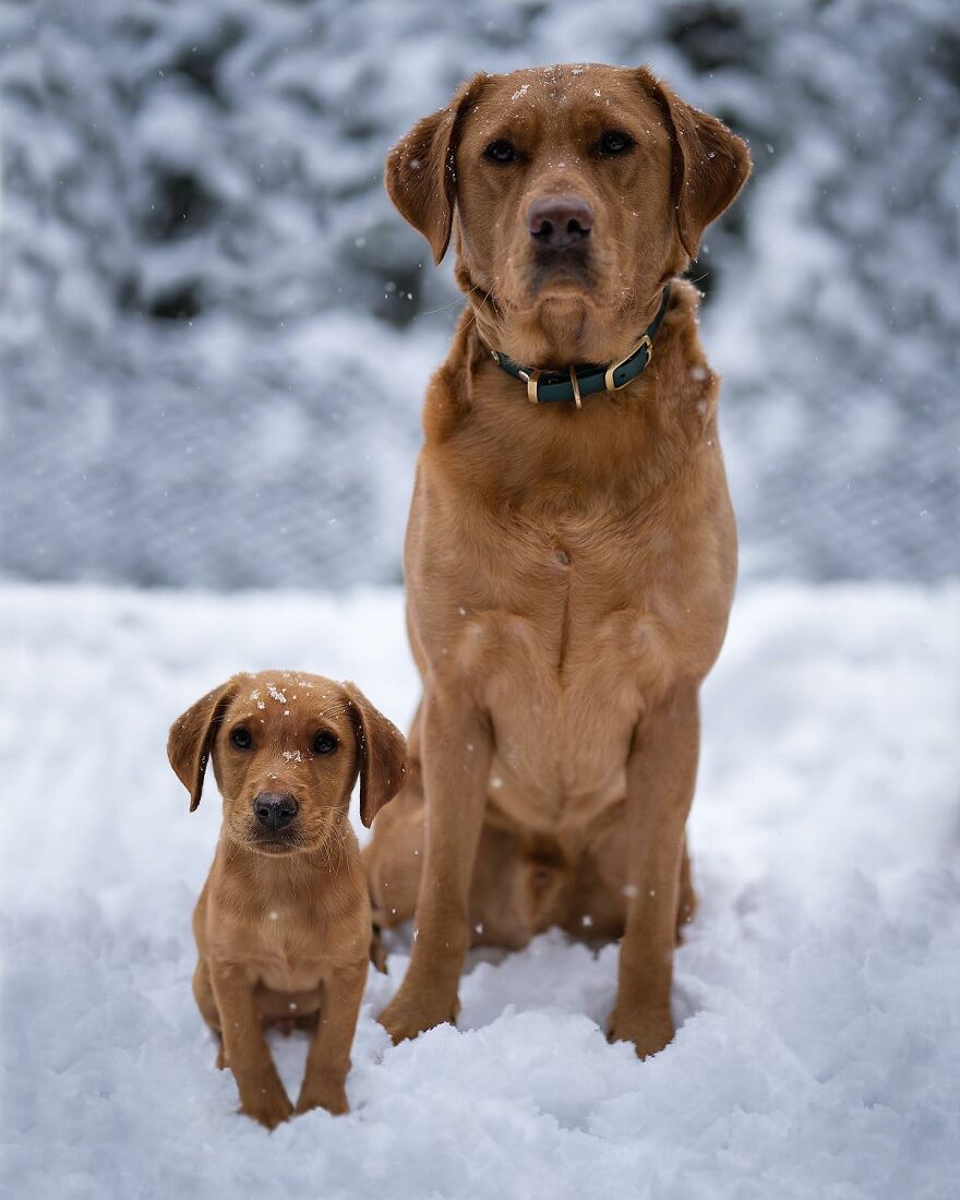 35 Heartwarming Photo Edits Bring Pets And Their Younger Versions Together, Made By This Artist (New Pics) 35 Heartwarming Photo Edits Bring Pets And Their Younger Versions Together, Made By This Artist (New Pics)