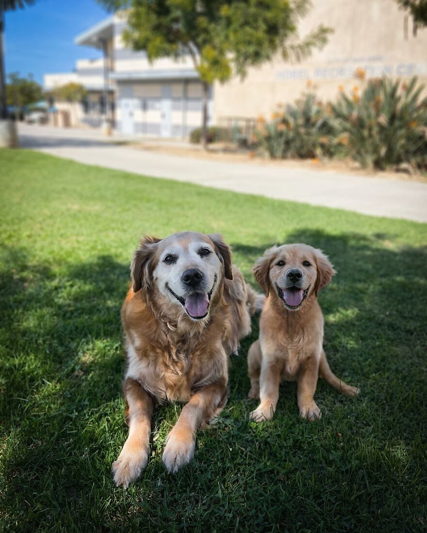 35 Heartwarming Photo Edits Bring Pets And Their Younger Versions Together, Made By This Artist (New Pics) 35 Heartwarming Photo Edits Bring Pets And Their Younger Versions Together, Made By This Artist (New Pics)