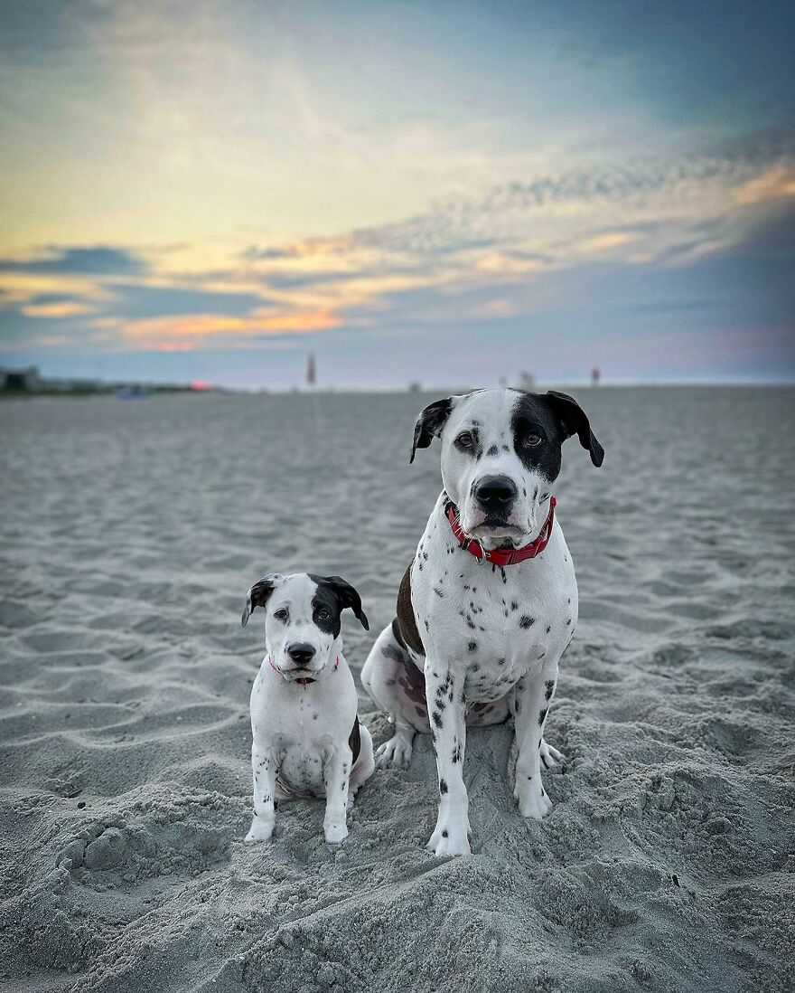 35 Heartwarming Photo Edits Bring Pets And Their Younger Versions Together, Made By This Artist (New Pics) 35 Heartwarming Photo Edits Bring Pets And Their Younger Versions Together, Made By This Artist (New Pics)