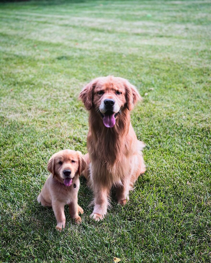 35 Heartwarming Photo Edits Bring Pets And Their Younger Versions Together, Made By This Artist (New Pics) 35 Heartwarming Photo Edits Bring Pets And Their Younger Versions Together, Made By This Artist (New Pics)