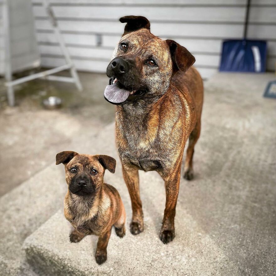 35 Heartwarming Photo Edits Bring Pets And Their Younger Versions Together, Made By This Artist (New Pics) 35 Heartwarming Photo Edits Bring Pets And Their Younger Versions Together, Made By This Artist (New Pics)