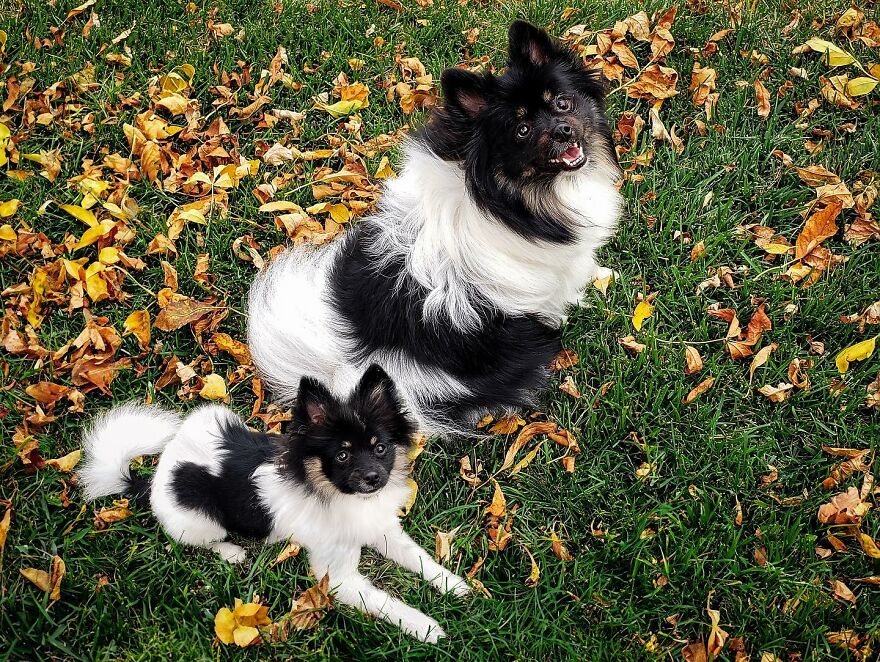 35 Heartwarming Photo Edits Bring Pets And Their Younger Versions Together, Made By This Artist (New Pics) 35 Heartwarming Photo Edits Bring Pets And Their Younger Versions Together, Made By This Artist (New Pics)